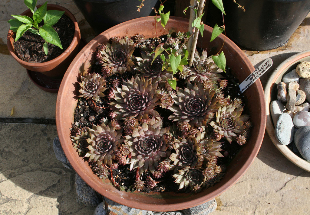 ابرون کبیر